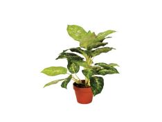 Plantas artificiales Galatea Luisae 50x35cm