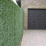 Hedge fencing Taxus