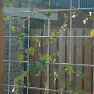merk op Zeug Wees tevreden Betongaas betonmat schutting vuurverzinkt hedera 2x3m 6/100mm kopen? |  Intergard ✓ Scherpste prijs!
