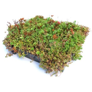 Green roof Sedum click system 37x57cm