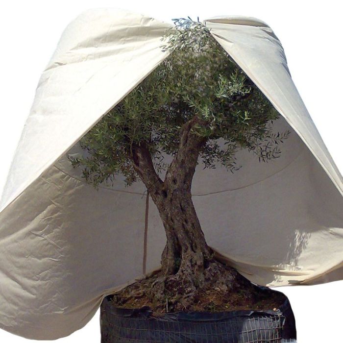 Winterhoes Planthoes XXL 350x250cm