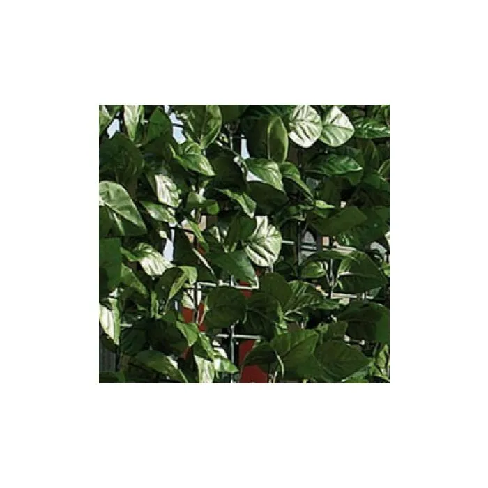 fargesia murielae FARGESIA MURIELIAE 'Moontears Boobux'  Scottish Bamboo