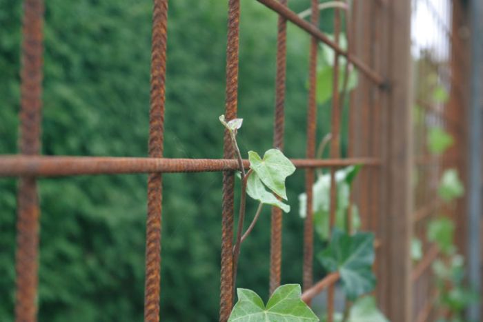 Catastrofe gezantschap Berekening Betonmatten betongaas tuinscherm roest 2x3m 8/150mm kopen? | Intergard ✓  Scherpste prijs!