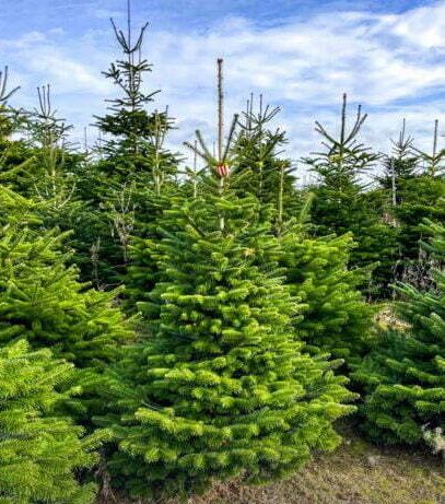 Kerstboom Nordmann gezaagd 1.75m - 2.00m