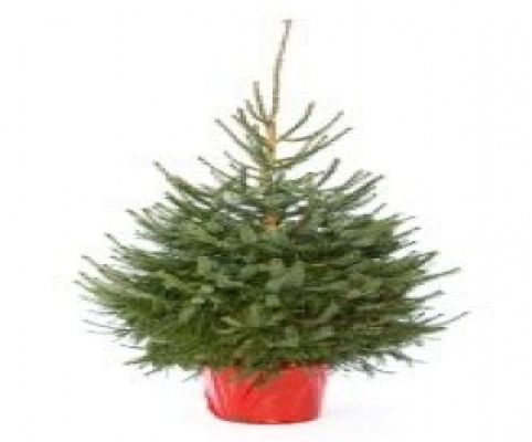 Kerstboom Picea abies 175cm