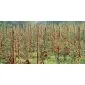 Rundholz Palisaden impragniertes ø8x160cm