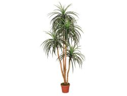 Plantes artificielles Nolina 185cm