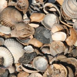 Shells