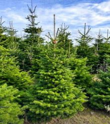 Christmas Tree Nordmann 1.75m - 2.00m sawn