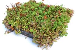 Dachbegrünung Gründach Sedum Klick System 45x50cm